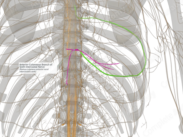 Anterior Cutaneous Branch of Sixth Intercostal Nerve (Right)