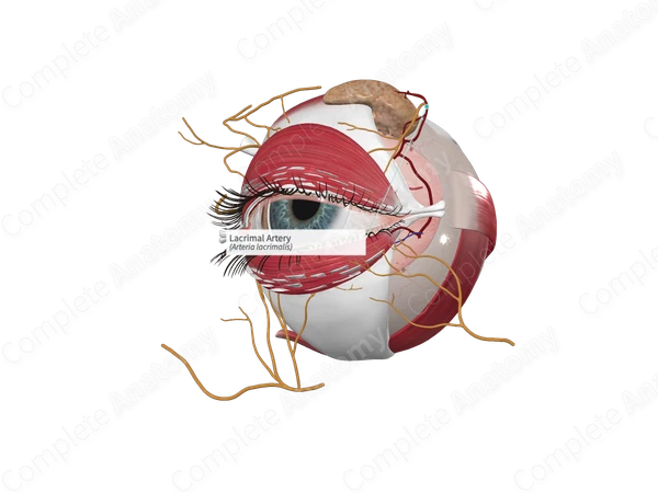 Lacrimal Artery