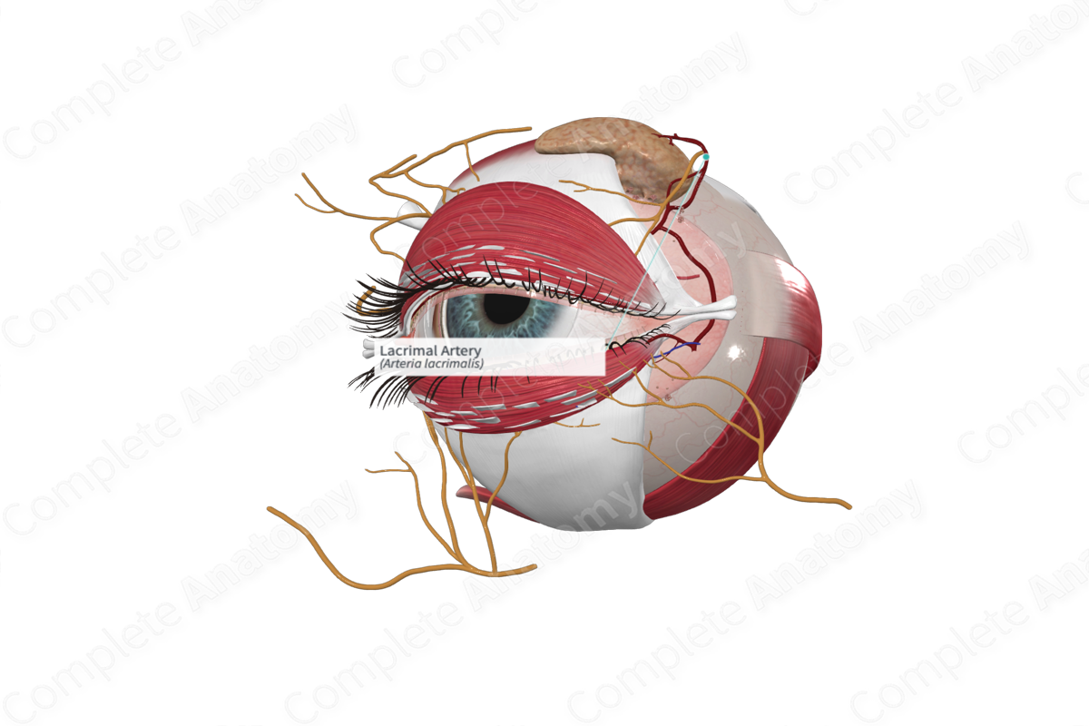 Lacrimal Artery