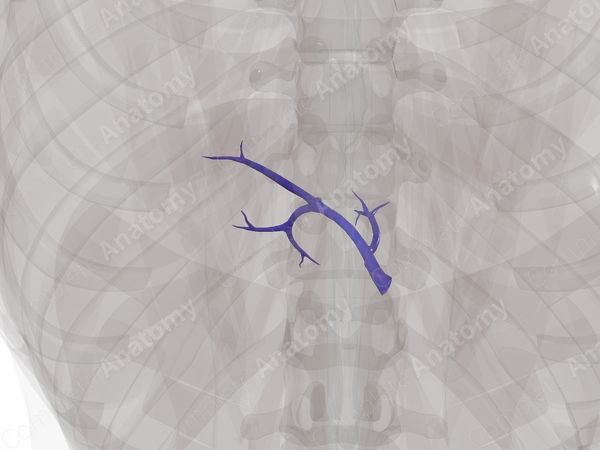 Left Branch of Hepatic Portal Vein