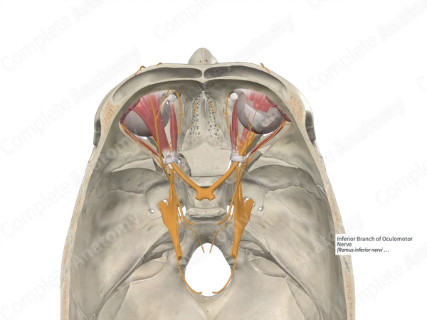 Inferior Branch of Oculomotor Nerve