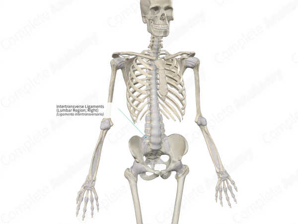 Intertransverse Ligaments (Lumbar Region; Right)