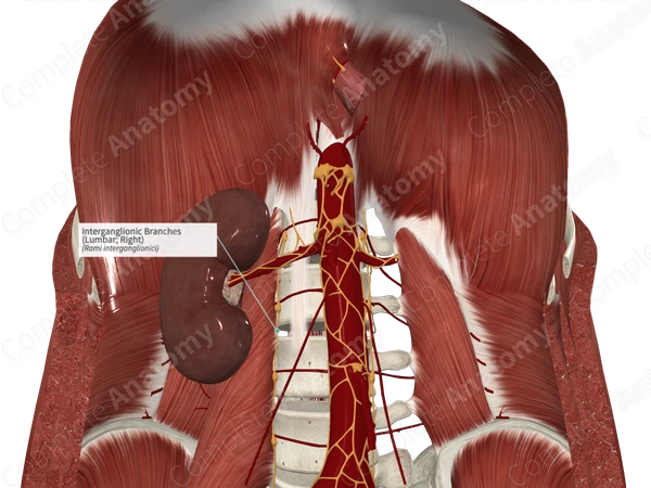 Interganglionic Branches (Lumbar; Right)