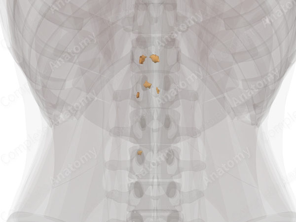 Prevertebral Ganglia
