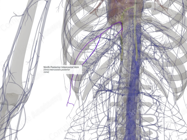 Ninth Posterior Intercostal Vein (Left)
