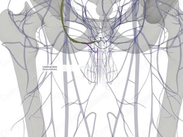 Urethral Vein (Left)