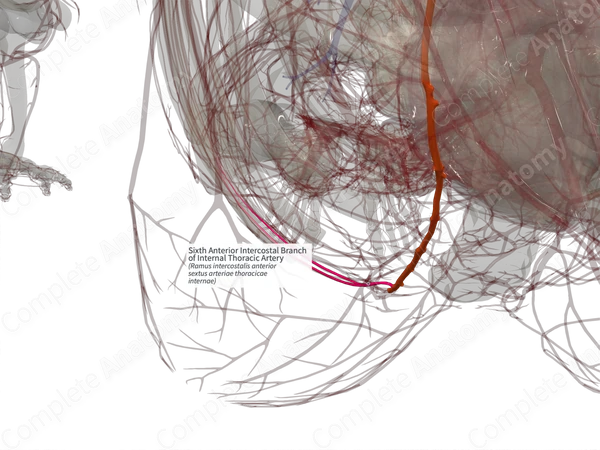 Sixth Anterior Intercostal Branch of Internal Thoracic Artery (Left)