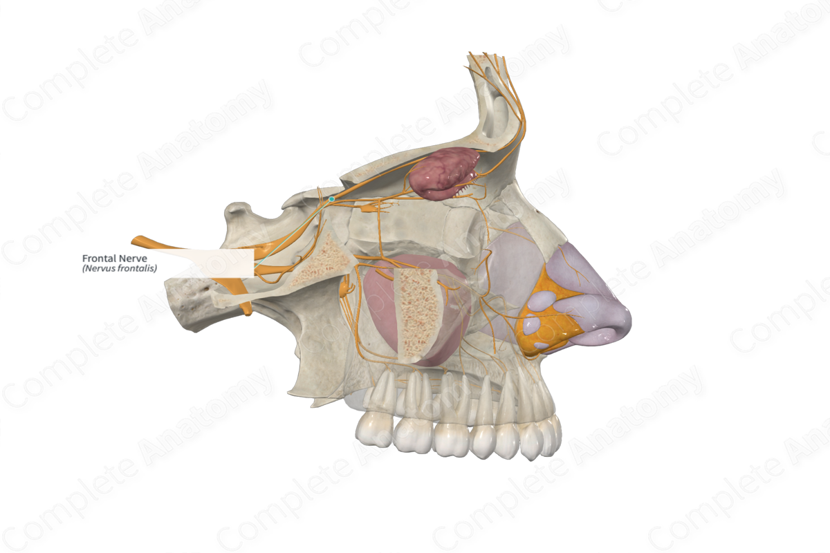 Frontal Nerve 