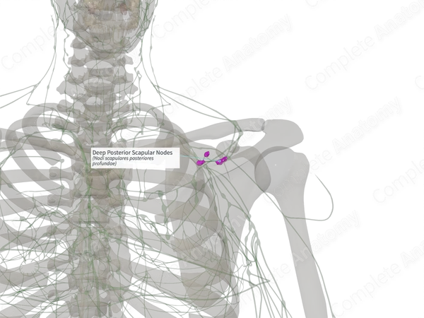 Deep Posterior Scapular Nodes (Right)