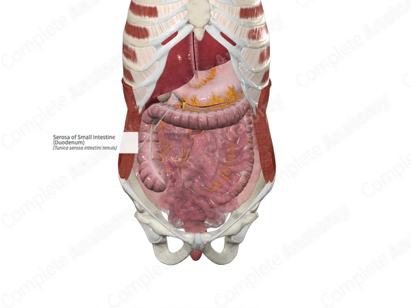 Serosa of Small Intestine (Duodenum)