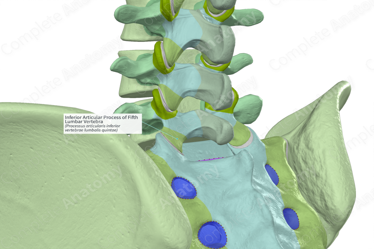Inferior Articular Process of Fifth Lumbar Vertebra (Left)