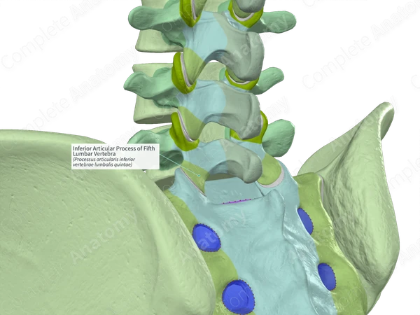 Inferior Articular Process of Fifth Lumbar Vertebra (Left) | Complete ...