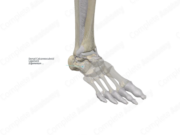 Dorsal Calcaneocuboid Ligament