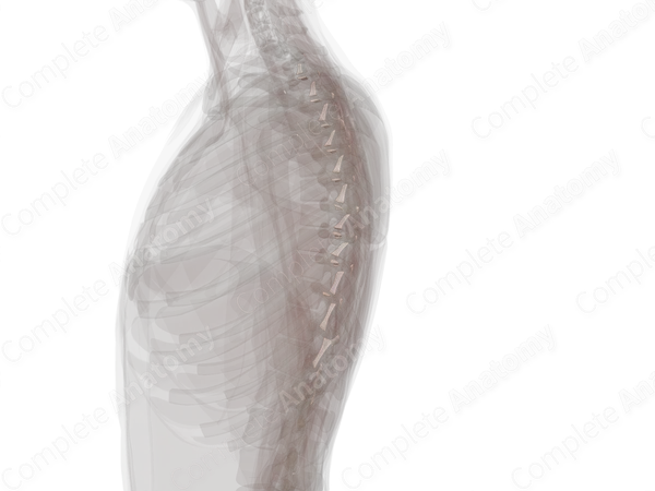 Costotransverse Joint (Left)