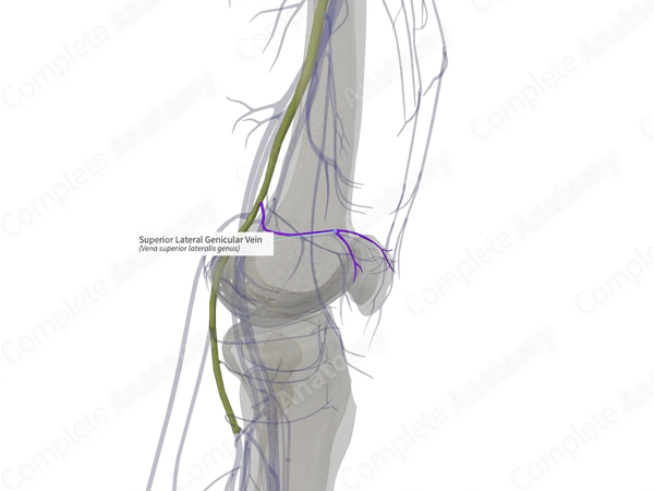 Superior Lateral Genicular Vein (Left)