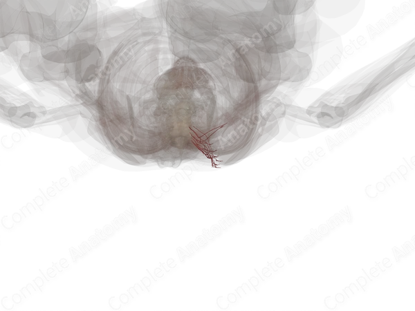 Lateral Dorsal Cutaneous Branches of Posterior Intercostal Arteries (Left)