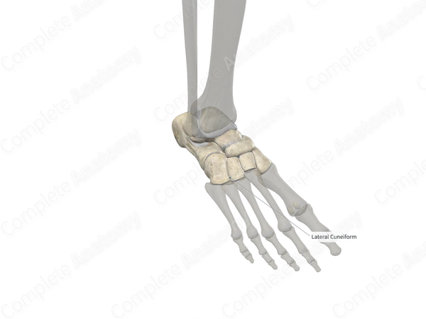 Lateral Cuneiform Bone 