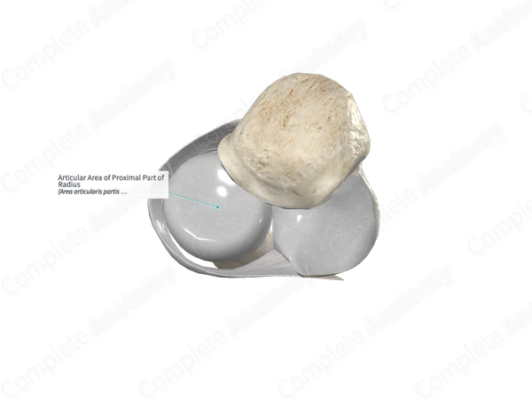 Articular Area of Proximal Part of Radius