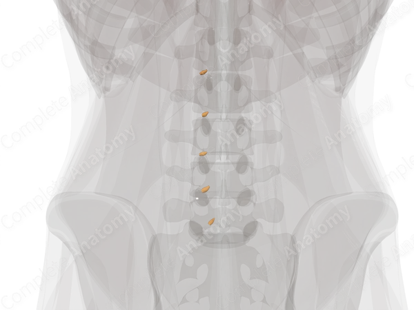 Spinal Ganglia of Lumbar Nerves (Left)