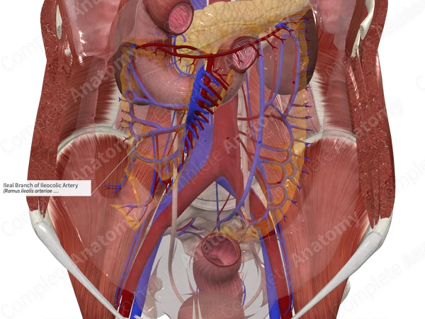 Ileal Branch of Ileocolic Artery