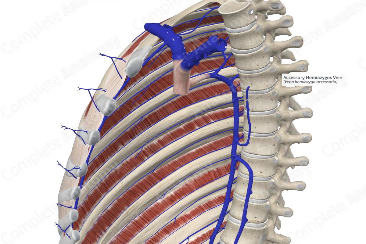 Accessory Hemiazygos Vein