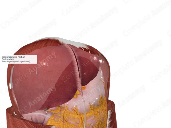 Diaphragmatic Part of Peritoneum