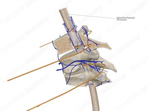 Spinal Pia (Thoracic)