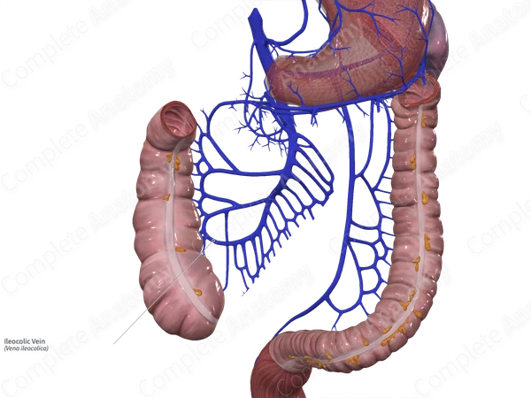 Ileocolic Vein
