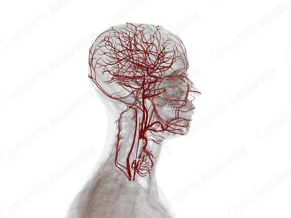 Arteries of Head & Neck