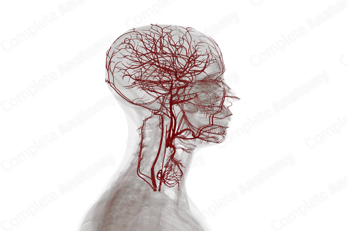 Arteries of Head & Neck