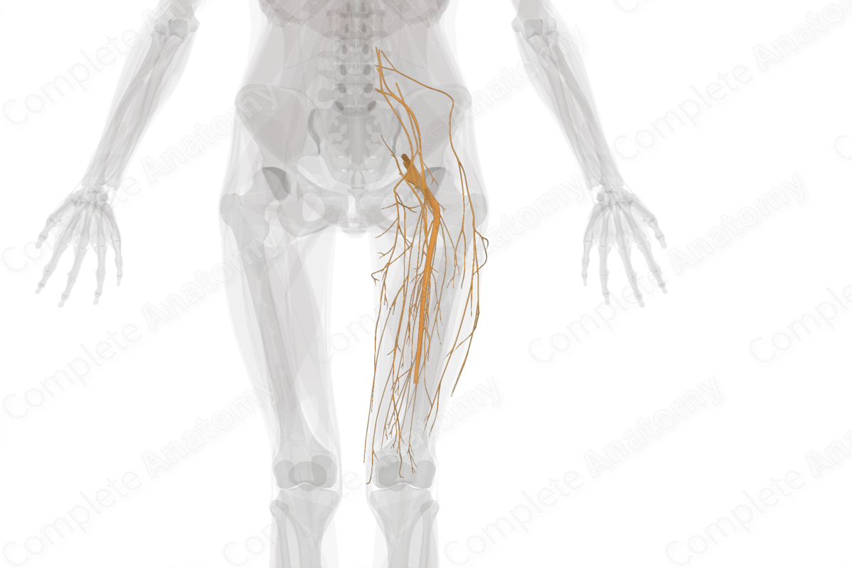 Nerves of Femoral Region (Left)