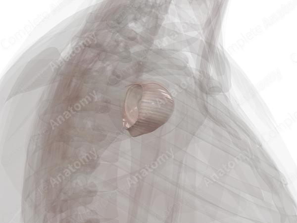 Glenohumeral Joint (Left)