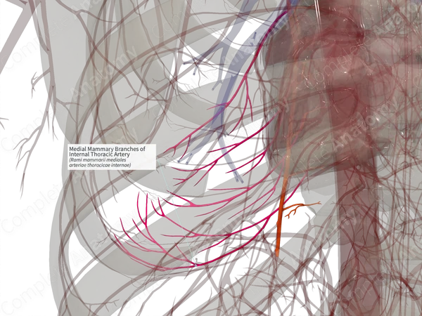 Medial Mammary Branches of Internal Thoracic Artery (Right)