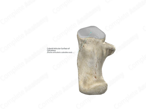 Cuboid Articular Surface of Calcaneus 