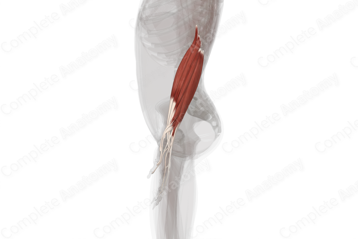 Posterior Compartment of Forearm (Left)