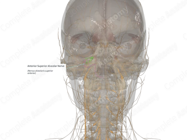 Anterior Superior Alveolar Nerve (Left)