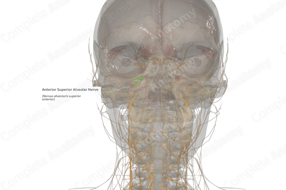 Anterior Superior Alveolar Nerve (Left)