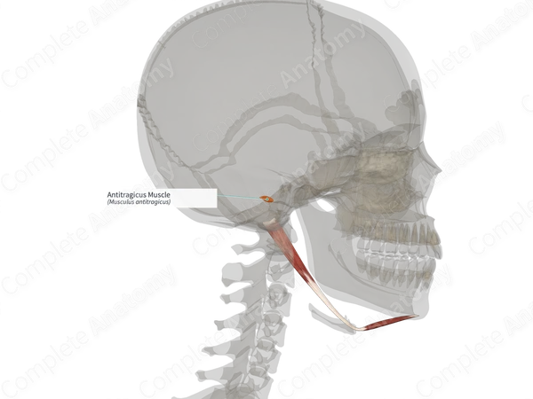 Antitragicus Muscle (Right)
