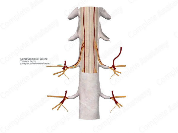 Spinal Ganglion of Second Thoracic Nerve