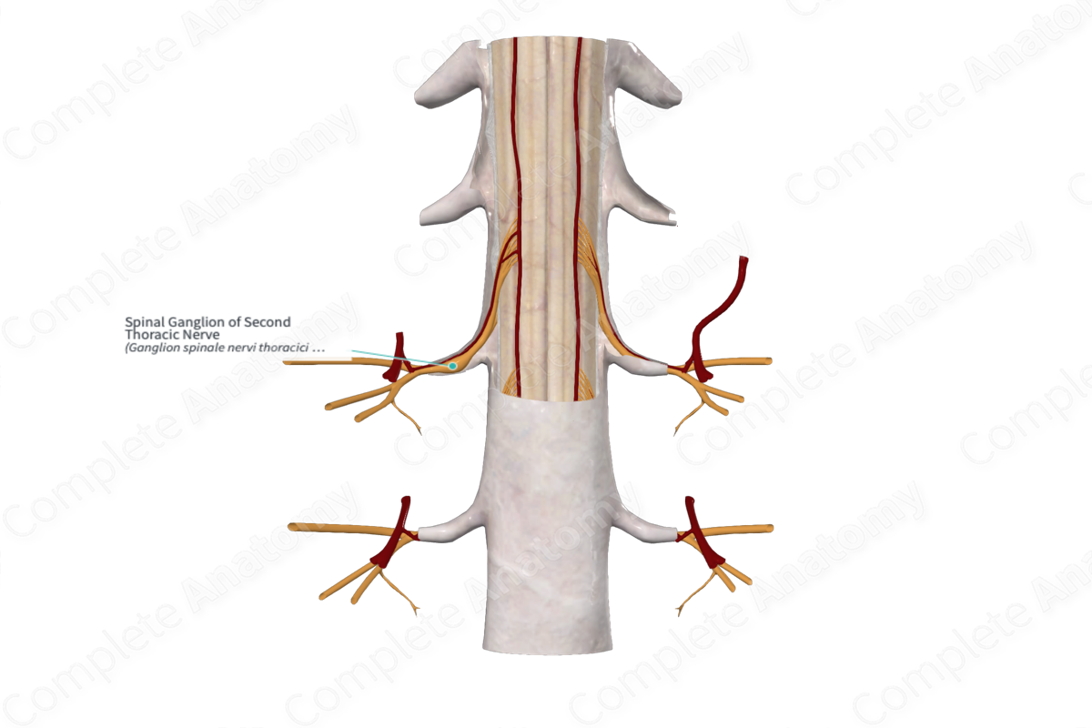 Spinal Ganglion of Second Thoracic Nerve 