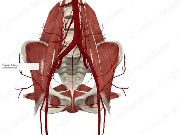 Ovarian Artery (Right)