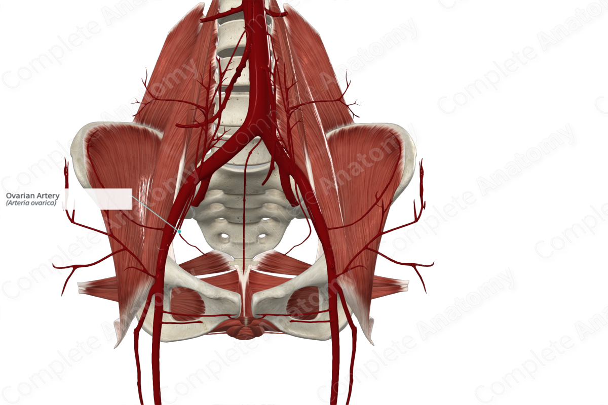 Ovarian Artery (Right)