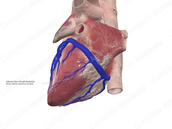 Inferior Vein of Left Ventricle