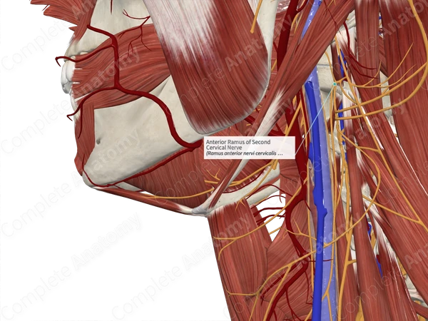 Anterior Ramus of Second Cervical Nerve 