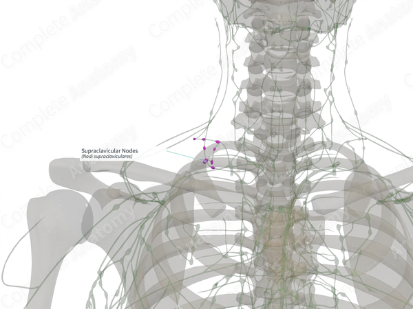 Supraclavicular Nodes (Right)