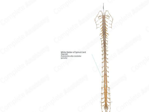 White Matter of Spinal Cord (Sacral)