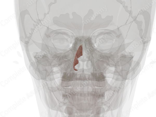 Nasalis Muscle (Left Half)