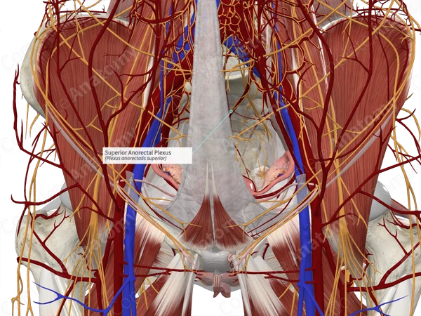 Superior Anorectal Plexus