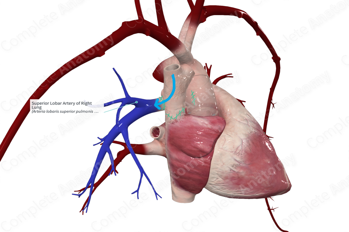 Superior Lobar Artery of Right Lung
