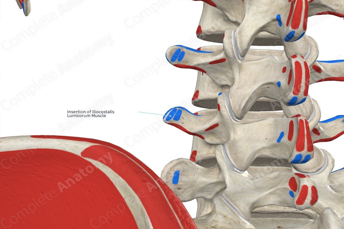 Insertion Of Iliocostalis Lumborum Muscle | Complete Anatomy